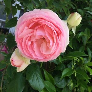 Meet your Posher, Johanna